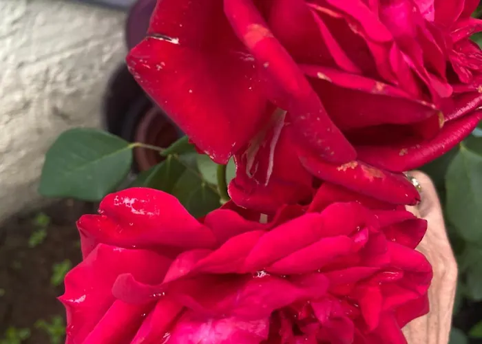 Einzelne Mit Gemeinschaft Dusche * マインツ