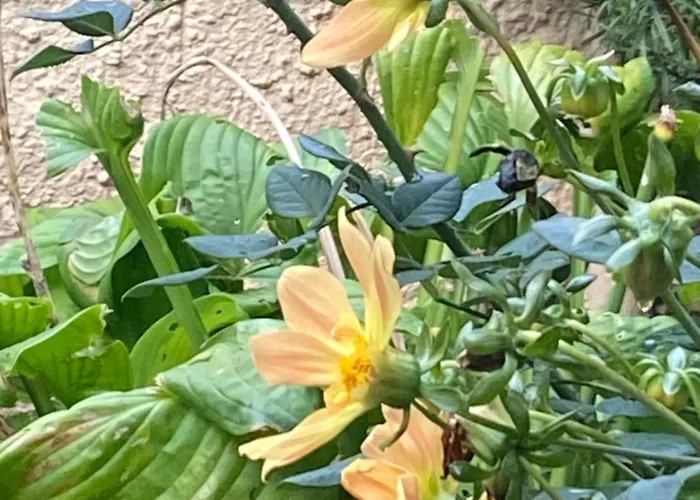 アパート Einzelne Mit Gemeinschaft Dusche *